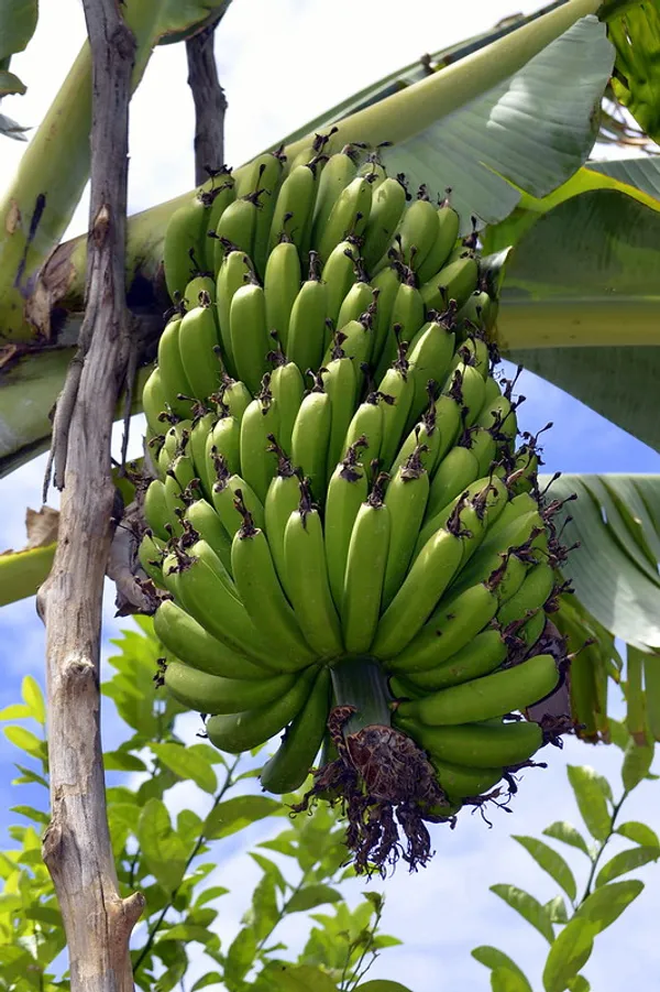 G9_Tissus_Culture_Banana_Hybrid_Fruit_Plant_&_Tree_For_Home_Gardening_Tissus_Culture_Banana_Healthy_Fruit_Plant_Best_Selling_Plant,_Limited_Stock_(Pack_Of_1)