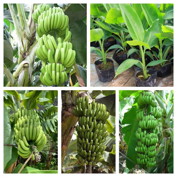 G9_Tissus_Culture_Banana_Hybrid_Fruit_Plant_&_Tree_For_Home_Gardening_Tissus_Culture_Banana_Healthy_Fruit_Plant_Best_Selling_Plant,_Limited_Stock_(Pack_Of_1)