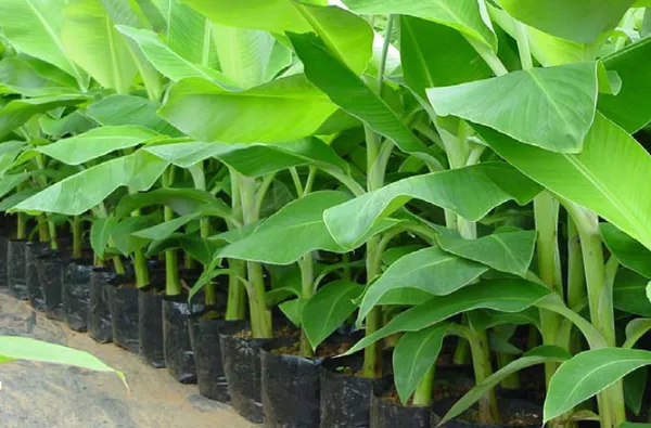 G9_Tissus_Culture_Banana_Hybrid_Fruit_Plant_&_Tree_For_Home_Gardening_Tissus_Culture_Banana_Healthy_Fruit_Plant_Best_Selling_Plant,_Limited_Stock_(Pack_Of_1)