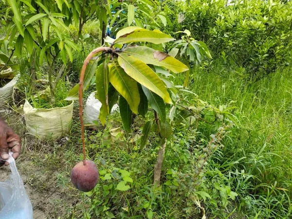 Original_Unique_Japanese_Miyazaki_Mango(Grafted_)_Plant_Imported_Limited_Stock_(Hybrid,_Pack_of_1)