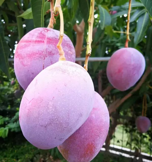Original_Unique_Japanese_Miyazaki_Mango(Grafted_)_Plant_Imported_Limited_Stock_(Hybrid,_Pack_of_1)