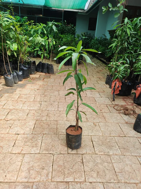 Original_Unique_Japanese_Miyazaki_Mango(Grafted_)_Plant_Imported_Limited_Stock_(Hybrid,_Pack_of_1)