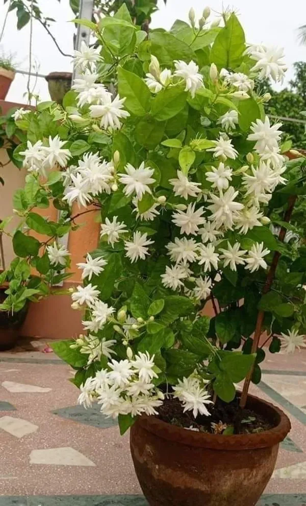 Arabian_Jasmine_Highly_Fragrant_Flowering_Rare_Plant