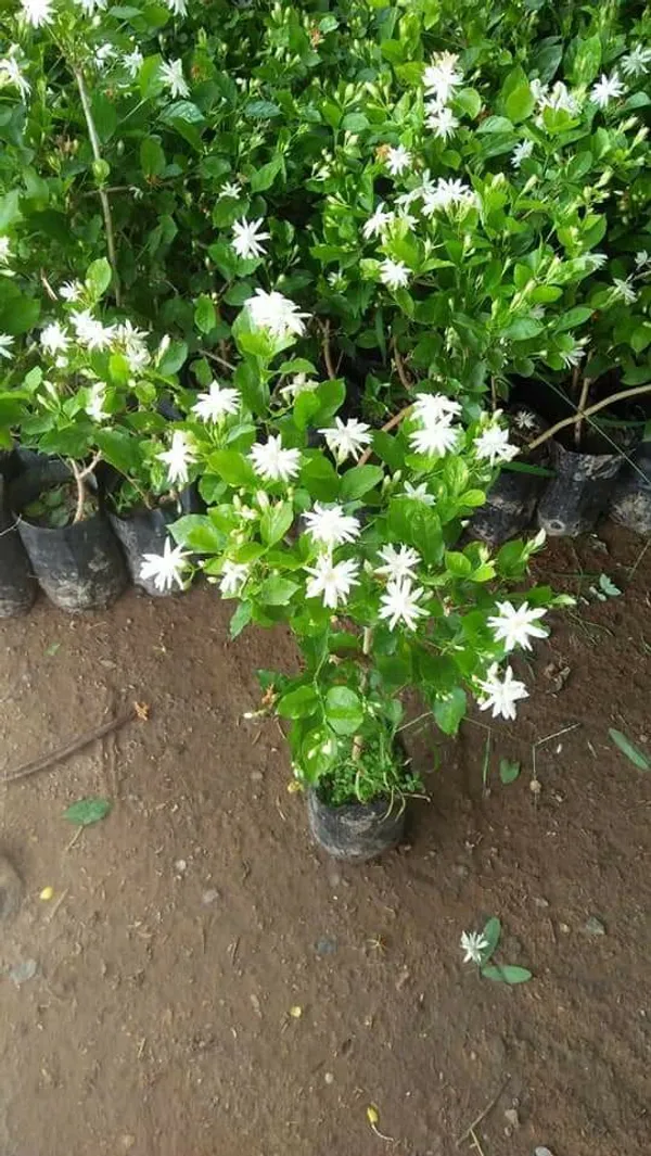 Arabian_Jasmine_Highly_Fragrant_Flowering_Rare_Plant