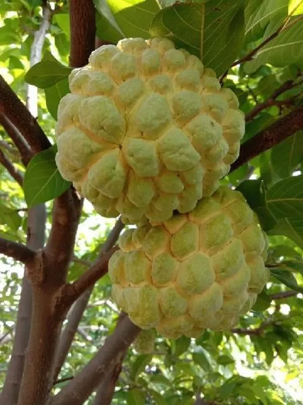 GREENERY_NURSERY_Golden_Custard_Apple_(Nona_Fal)_Healthy_Fruit_Plant_&_Tree_(1.5-3.5_Ft_Hight)_For_Home_Gardening_Jambo_Size_Sugar_Apple/Custard_Apple_Fruit_Plant_(Grafted,_Pack_Of_1)