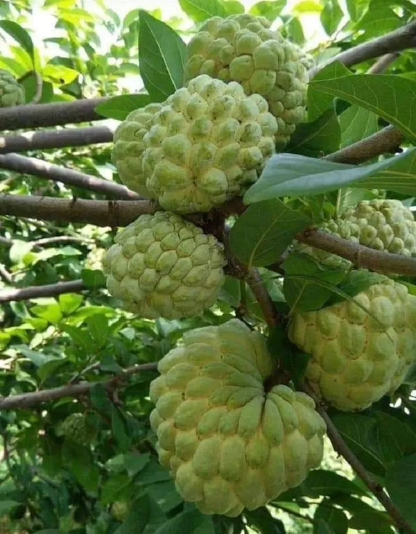 GREENERY_NURSERY_Golden_Custard_Apple_(Nona_Fal)_Healthy_Fruit_Plant_&_Tree_(1.5-3.5_Ft_Hight)_For_Home_Gardening_Jambo_Size_Sugar_Apple/Custard_Apple_Fruit_Plant_(Grafted,_Pack_Of_1)