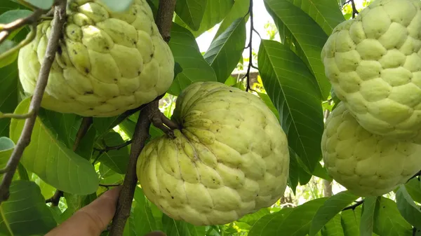 GREENERY_NURSERY_Golden_Custard_Apple_(Nona_Fal)_Healthy_Fruit_Plant_&_Tree_(1.5-3.5_Ft_Hight)_For_Home_Gardening_Jambo_Size_Sugar_Apple/Custard_Apple_Fruit_Plant_(Grafted,_Pack_Of_1)