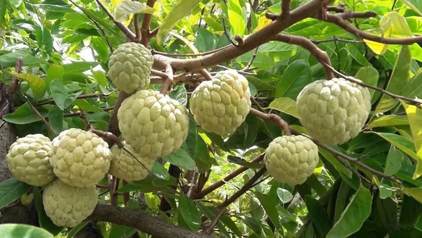 GREENERY_NURSERY_Golden_Custard_Apple_(Nona_Fal)_Healthy_Fruit_Plant_&_Tree_(1.5-3.5_Ft_Hight)_For_Home_Gardening_Jambo_Size_Sugar_Apple/Custard_Apple_Fruit_Plant_(Grafted,_Pack_Of_1)