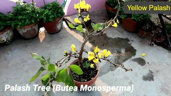 GREENERY_NURSERY_Rare_Exotic_Dwarf_Yellow_Palash/Butea_Very_Rare_Flowering_Tree_Plant