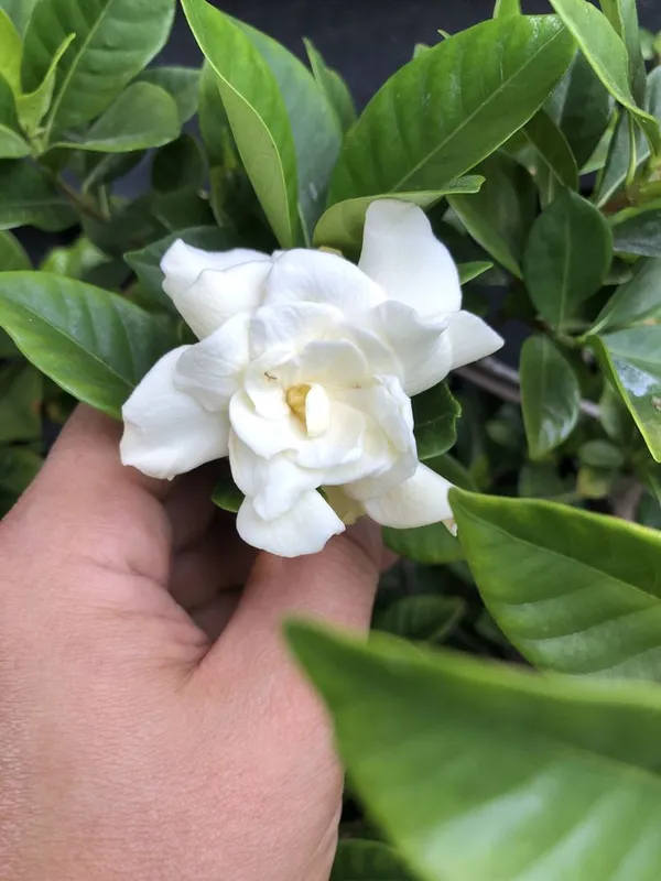 Gandhraj_/_Gardenia_Cape_Jasmine_Highly_Fragrant_All_Time_Flowering_Plant