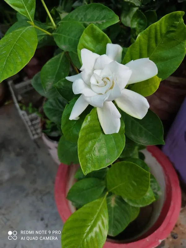Gandhraj_/_Gardenia_Cape_Jasmine_Highly_Fragrant_All_Time_Flowering_Plant