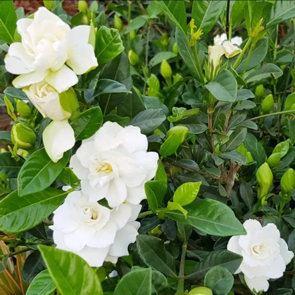 Gandhraj_/_Gardenia_Cape_Jasmine_Highly_Fragrant_All_Time_Flowering_Plant