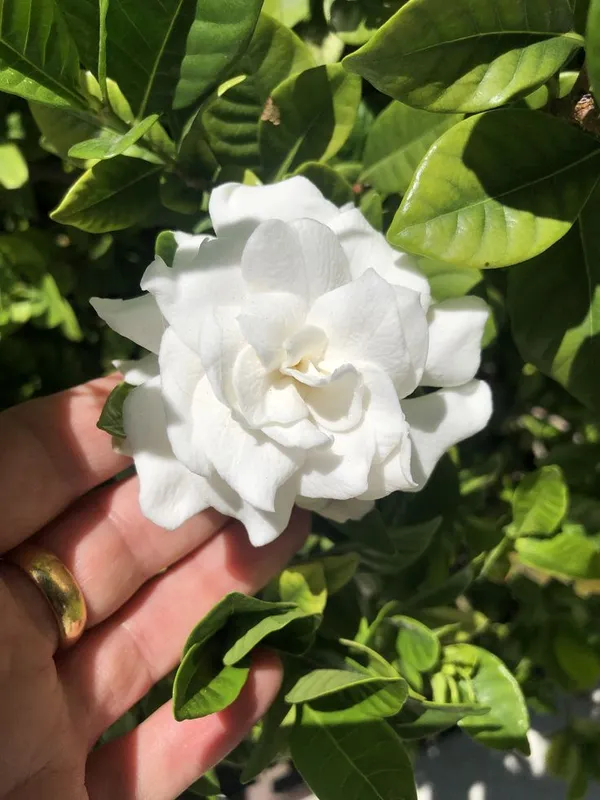 Gandhraj_/_Gardenia_Cape_Jasmine_Highly_Fragrant_All_Time_Flowering_Plant
