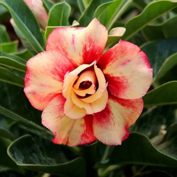 Rosey_Verity_Grafted_Adenium_Plant_(Hybrid,_Pack_of_1)