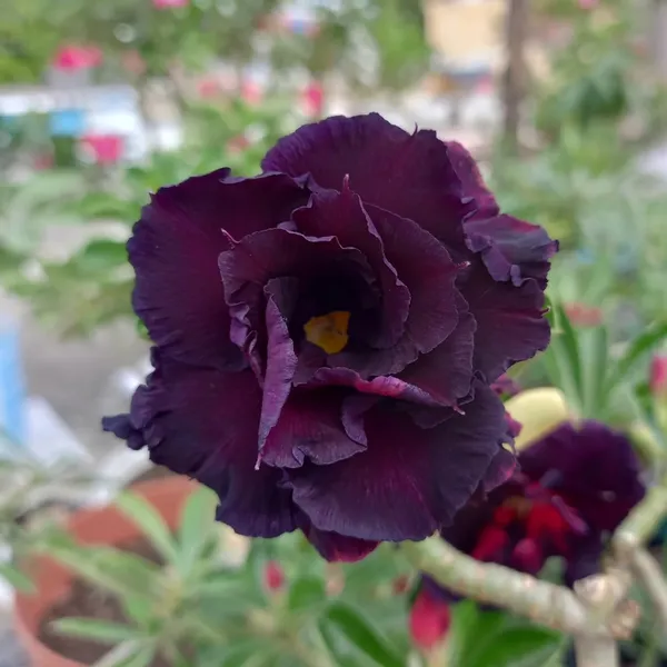 Adenium_(Purple_&_Black)_Grafted_Flower_Plant_(Hybrid,_Pack_Of_1)