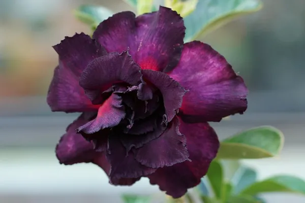 Adenium_(Purple_&_Black)_Grafted_Flower_Plant_(Hybrid,_Pack_Of_1)