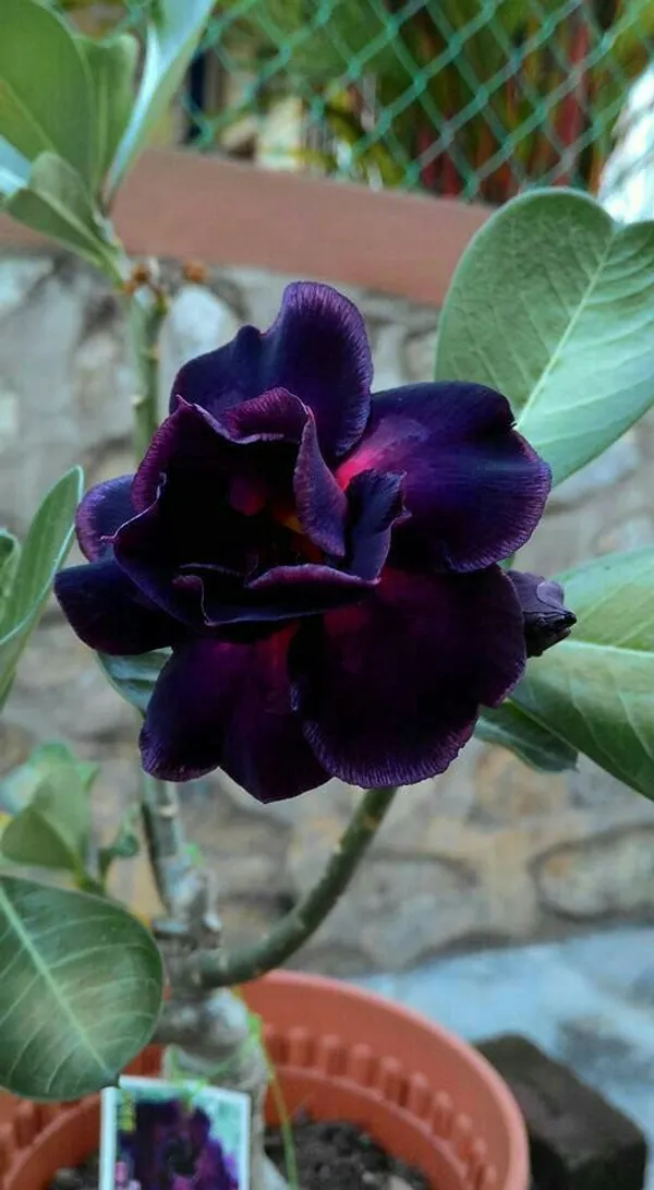 Adenium_(Purple_&_Black)_Grafted_Flower_Plant_(Hybrid,_Pack_Of_1)