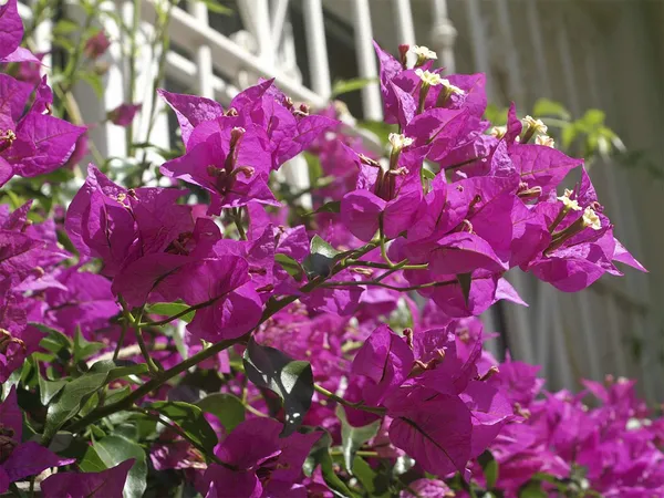Glabra_Pink__Bougainvillea_Flowering_Plants_(Pack_Of_1)