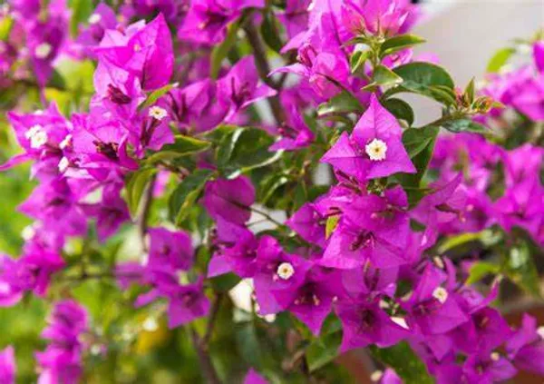 Glabra_Pink__Bougainvillea_Flowering_Plants_(Pack_Of_1)