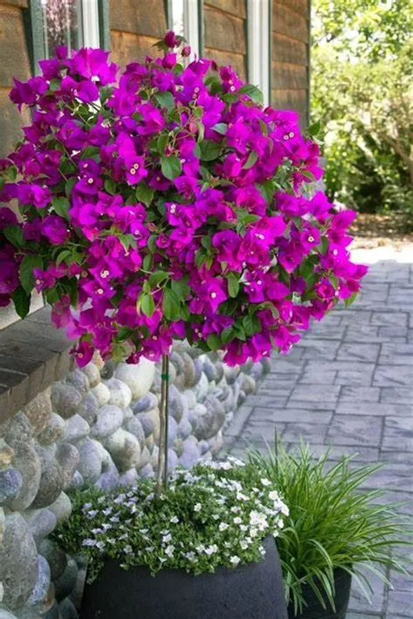 Glabra_Pink__Bougainvillea_Flowering_Plants_(Pack_Of_1)