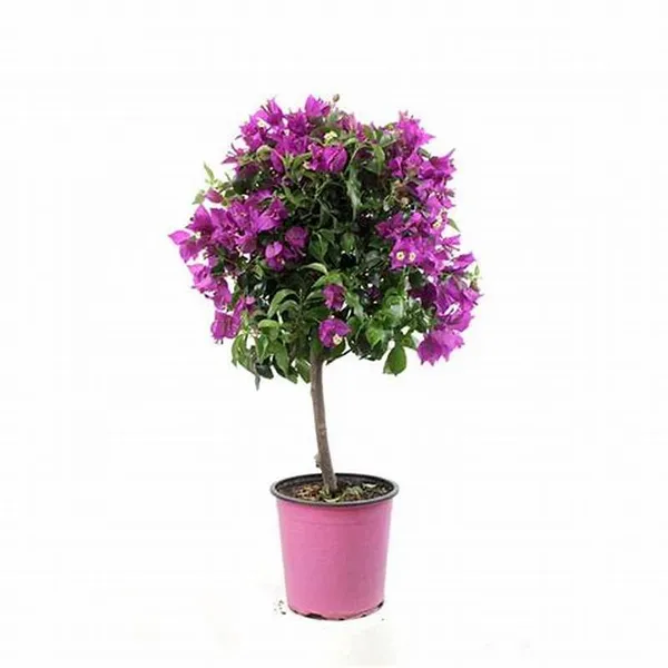Glabra_Pink__Bougainvillea_Flowering_Plants_(Pack_Of_1)