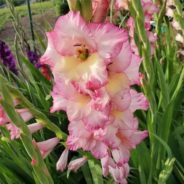 Gladiolus_Flowering_Bulbs_For_Home_Gardening_(Hybrid,_Pack_Of_2)