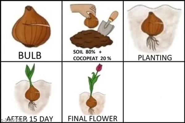 Gladiolus_Flowering_Bulbs_For_Home_Gardening_(Hybrid,_Pack_Of_2)