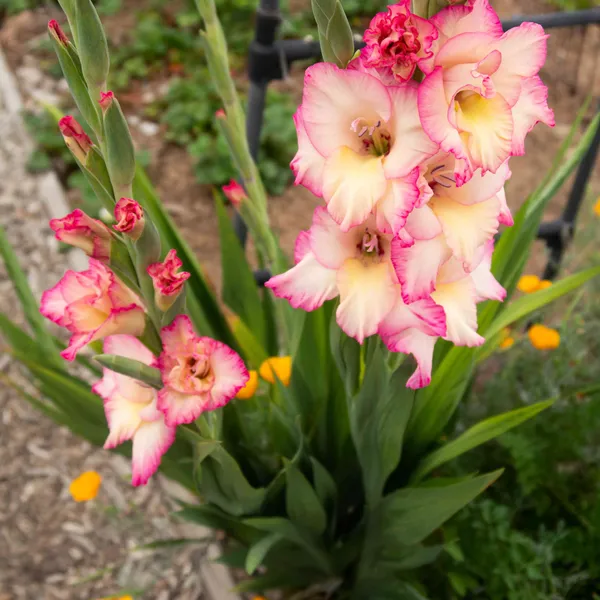 Gladiolus_Flowering_Bulbs_For_Home_Gardening_(Hybrid,_Pack_Of_2)