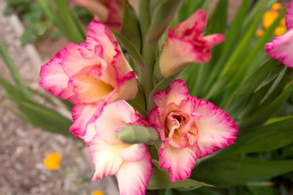 Gladiolus_Flowering_Bulbs_For_Home_Gardening_(Hybrid,_Pack_Of_2)