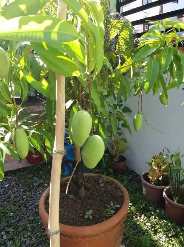 Golapkhas_Hybrid_Mango_Fruit_Plant_&_Tree_For_Home_Gardening_(Grafted,_Pack_Of_1)
