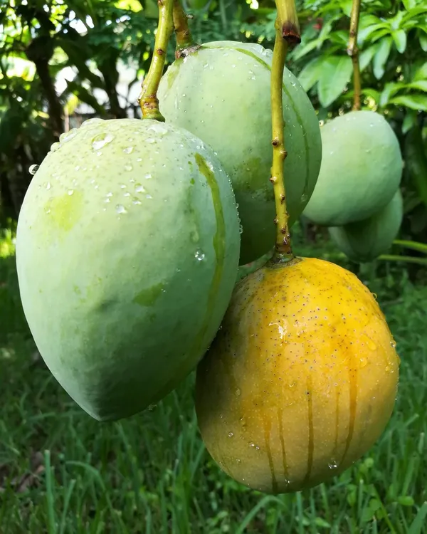 Golapkhas_Hybrid_Mango_Fruit_Plant_&_Tree_For_Home_Gardening_(Grafted,_Pack_Of_1)