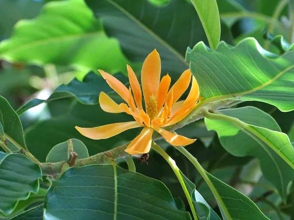Golden_Champa/Magnolia_champaca_Son-chafa_/Son_champa_Sachochampo/_Yellow_Champaka__Plant_&_Tree_For_Gardening_(Hybrid,_Pack_Of_1)