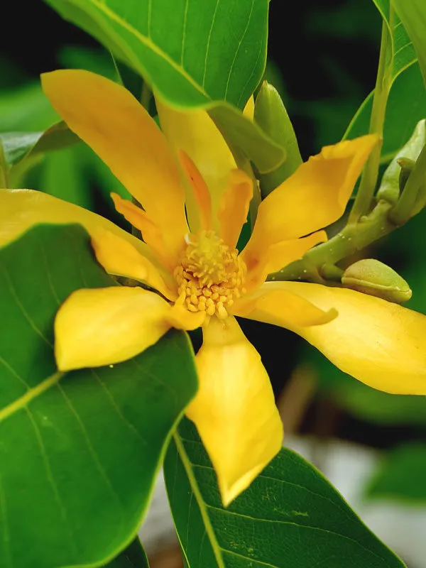 Golden_Champa/Magnolia_champaca_Son-chafa_/Son_champa_Sachochampo/_Yellow_Champaka__Plant_&_Tree_For_Gardening_(Hybrid,_Pack_Of_1)