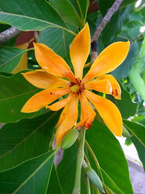 Golden_Champa/Magnolia_champaca_Son-chafa_/Son_champa_Sachochampo/_Yellow_Champaka__Plant_&_Tree_For_Gardening_(Hybrid,_Pack_Of_1)