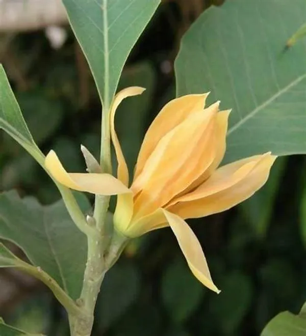 Golden_Champa/Magnolia_champaca_Son-chafa_/Son_champa_Sachochampo/_Yellow_Champaka__Plant_&_Tree_For_Gardening_(Hybrid,_Pack_Of_1)
