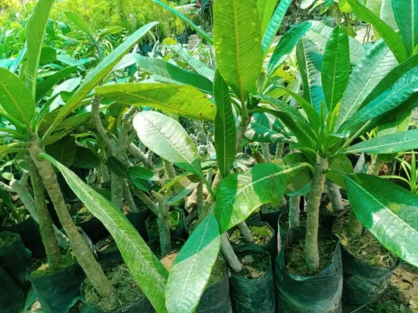 Golden_Champa/Magnolia_champaca_Son-chafa_/Son_champa_Sachochampo/_Yellow_Champaka__Plant_&_Tree_For_Gardening_(Hybrid,_Pack_Of_1)