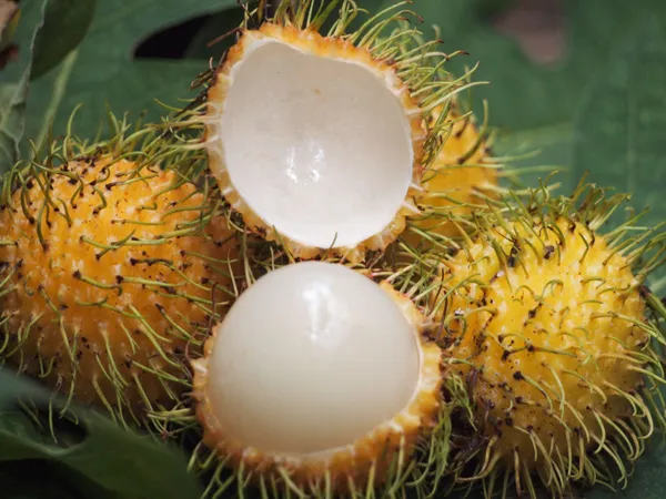 Golden_Rambutan_Or_Yellow_Rambutan_Plant_&_Tree