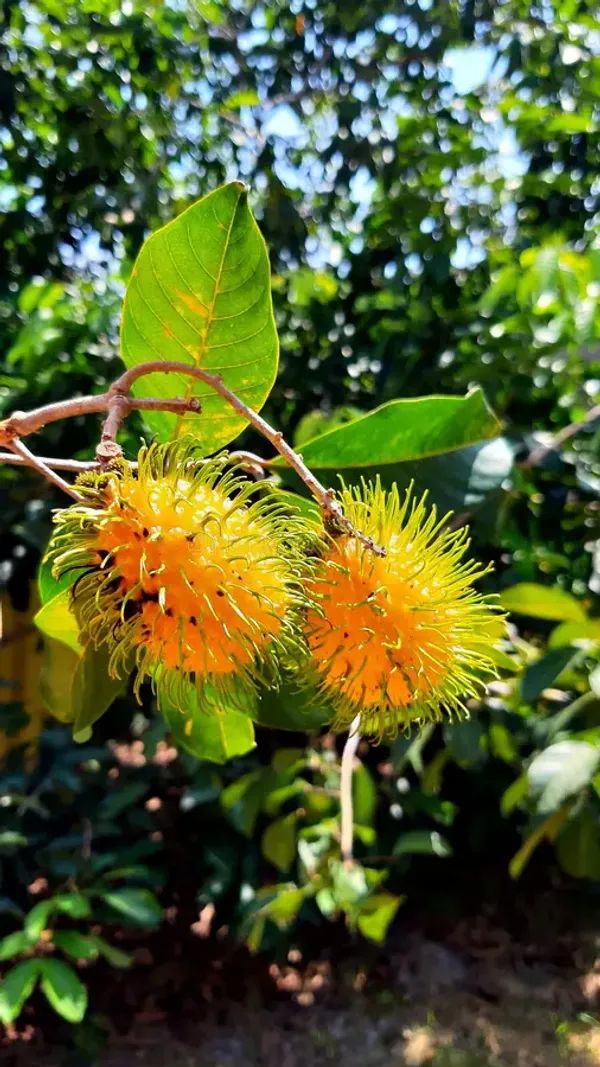 Golden_Rambutan_Or_Yellow_Rambutan_Plant_&_Tree