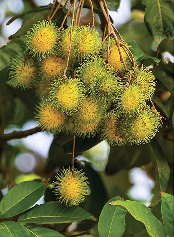 Golden_Rambutan_Or_Yellow_Rambutan_Plant_&_Tree