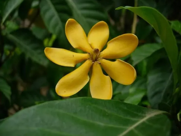Goldren_Yellow_Ghandaraj_Flower_(Highly_Fragrant)_Plant_&_Tree_(2_Years_Old_Plant)_Ready_To_Bloom