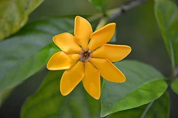 Goldren_Yellow_Ghandaraj_Flower_(Highly_Fragrant)_Plant_&_Tree_(2_Years_Old_Plant)_Ready_To_Bloom