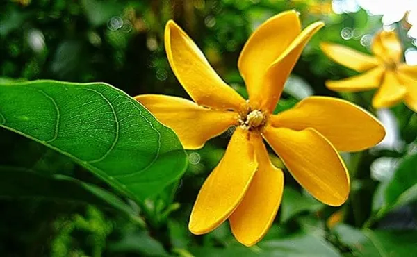 Goldren_Yellow_Ghandaraj_Flower_(Highly_Fragrant)_Plant_&_Tree_(2_Years_Old_Plant)_Ready_To_Bloom