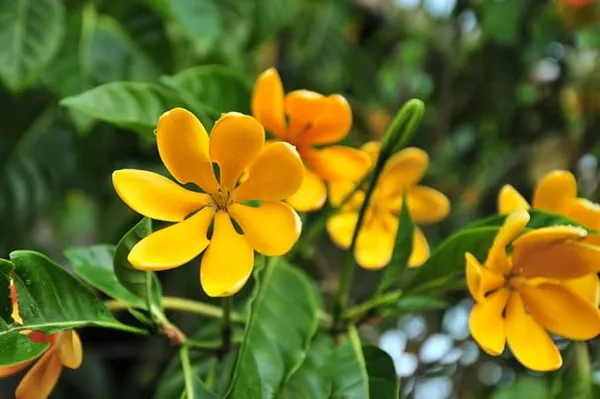 Goldren_Yellow_Ghandaraj_Flower_(Highly_Fragrant)_Plant_&_Tree_(2_Years_Old_Plant)_Ready_To_Bloom