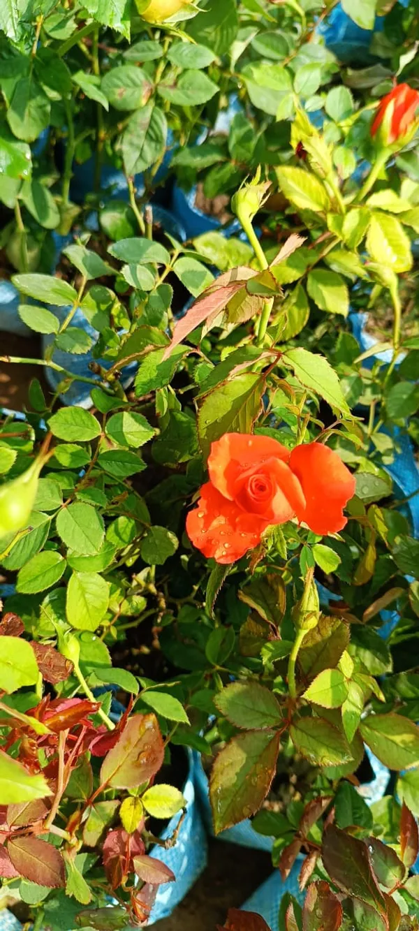 Grafted_Orange_Rose_1.5-3.5_Ft_Hybrid__Plant_(Pack_Of_1)