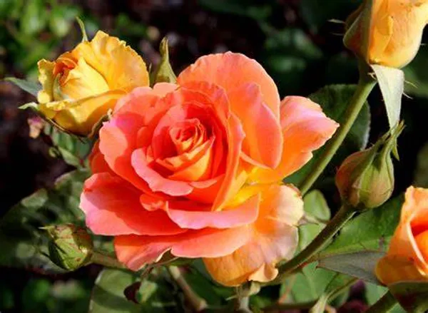 Grafted_Orange_Rose_1.5-3.5_Ft_Hybrid__Plant_(Pack_Of_1)