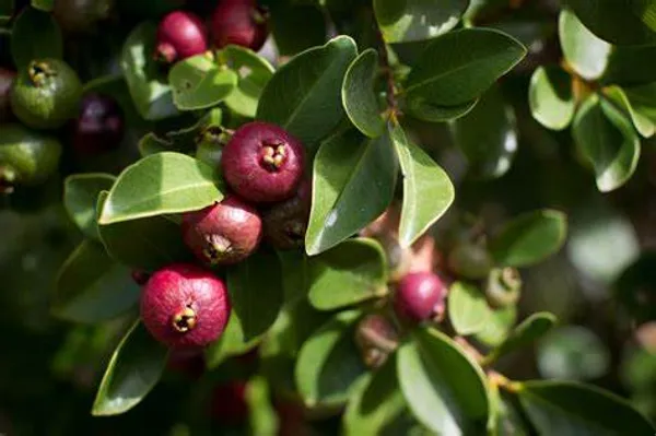 Grafted_Strawberry_Guava_Hybrid_Plant_(Pack_of_1)