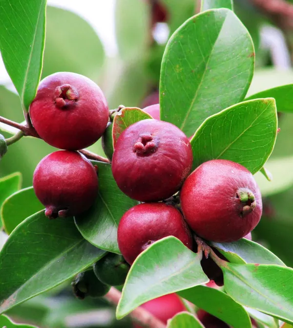 Grafted_Strawberry_Guava_Hybrid_Plant_(Pack_of_1)