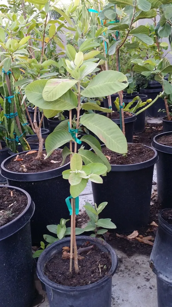 Grafted_Sweet_Grapes_Guava_Hybrid_Plant_(Pack_of_1)