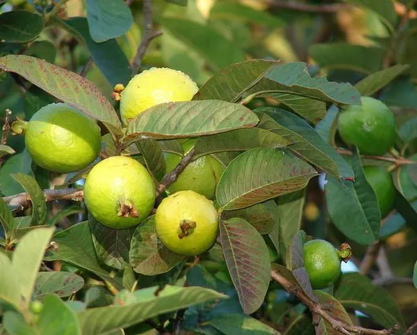 Grafted_Sweet_Grapes_Guava_Hybrid_Plant_(Pack_of_1)