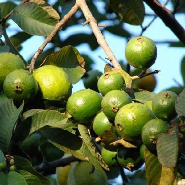 Grafted_Sweet_Grapes_Guava_Hybrid_Plant_(Pack_of_1)